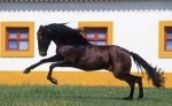 Obrazek